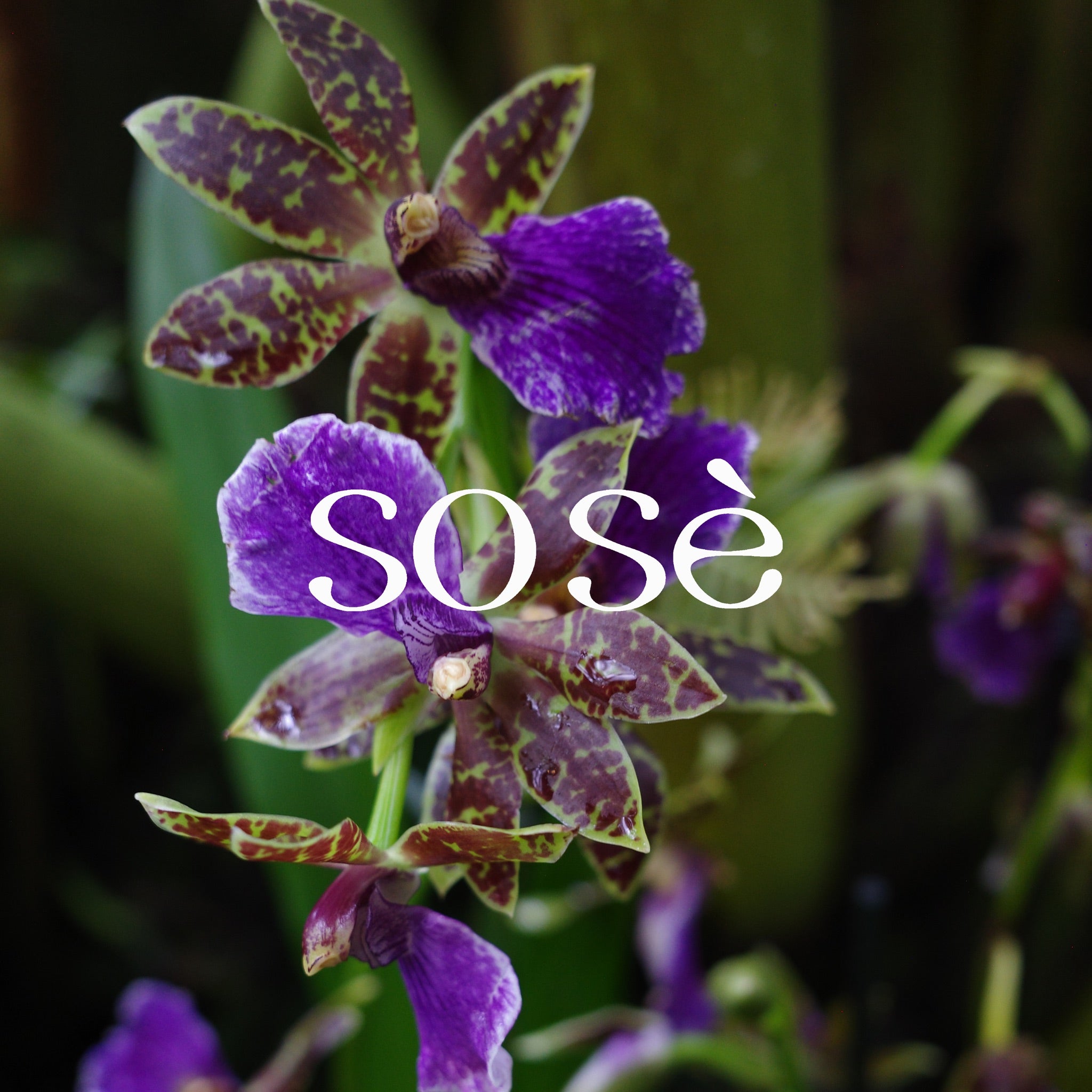 The Evolution and History of Sex Toys SOSE The Evolution and History of Sex Toys SOSE