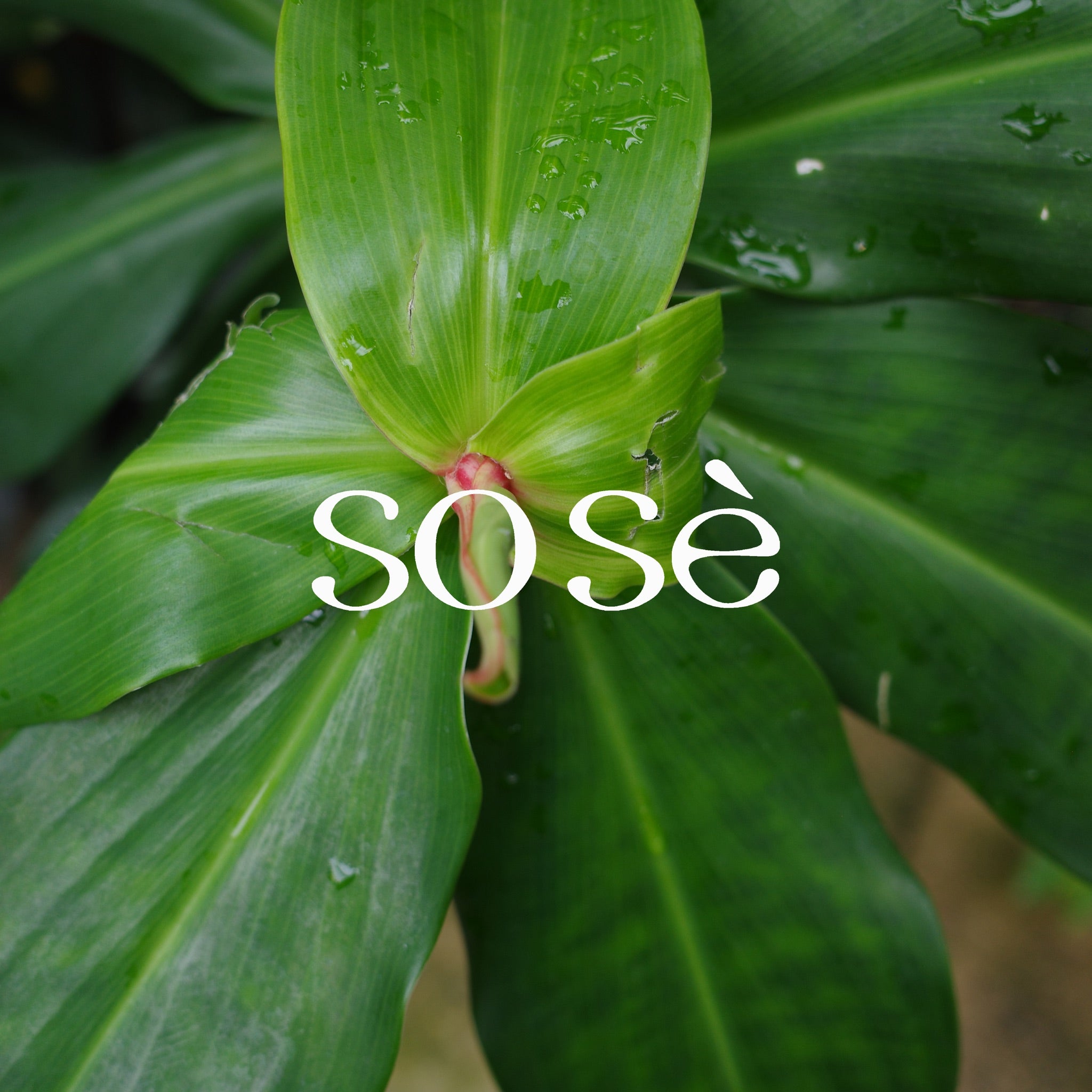 sose brand image