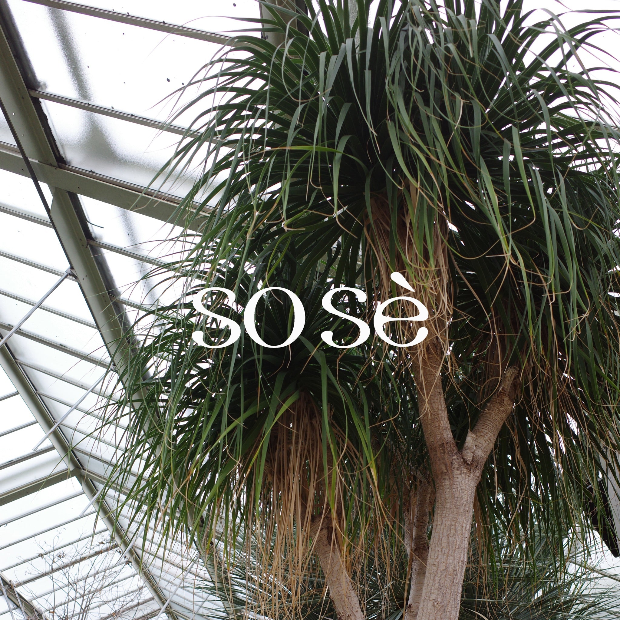 sose brand image