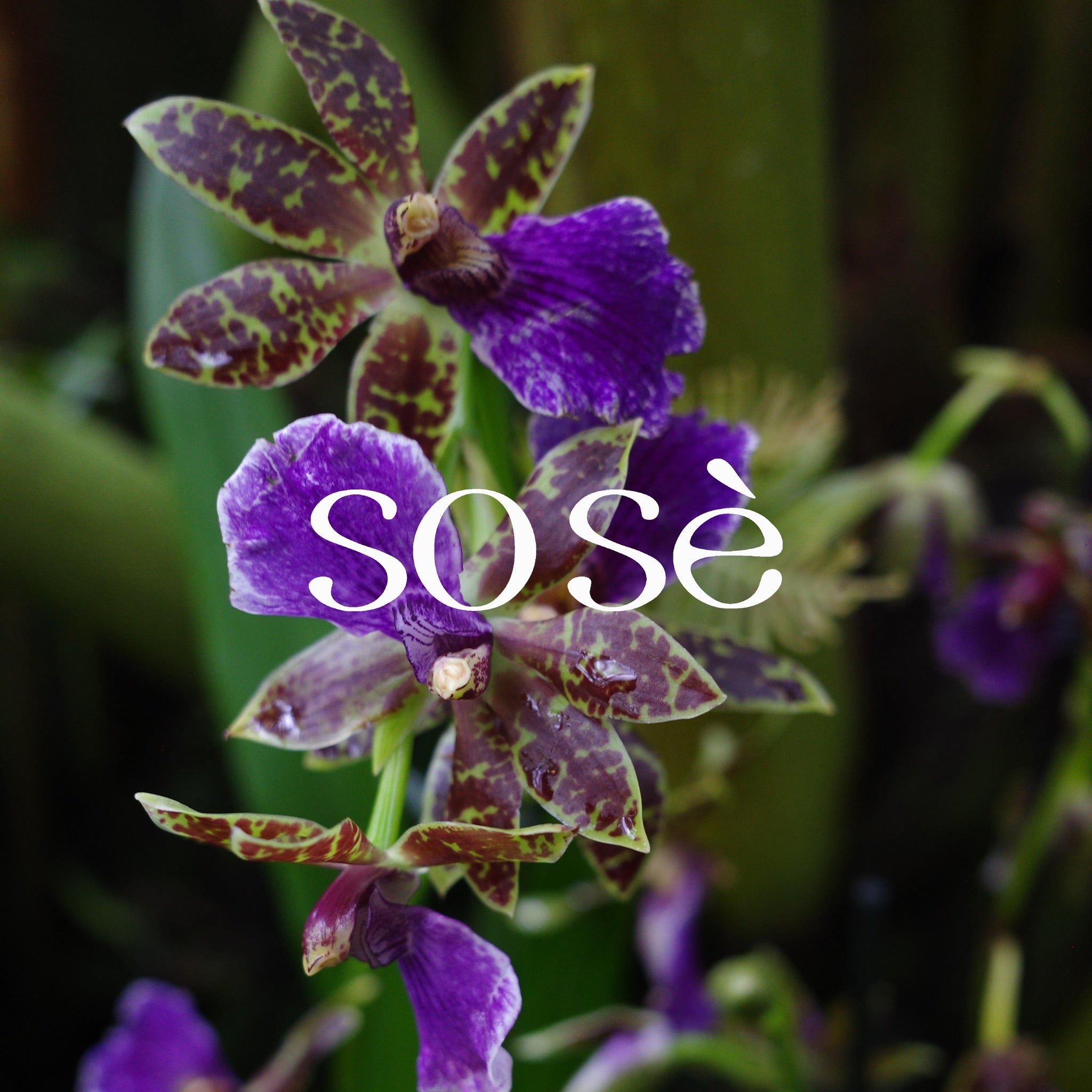 sose brand image