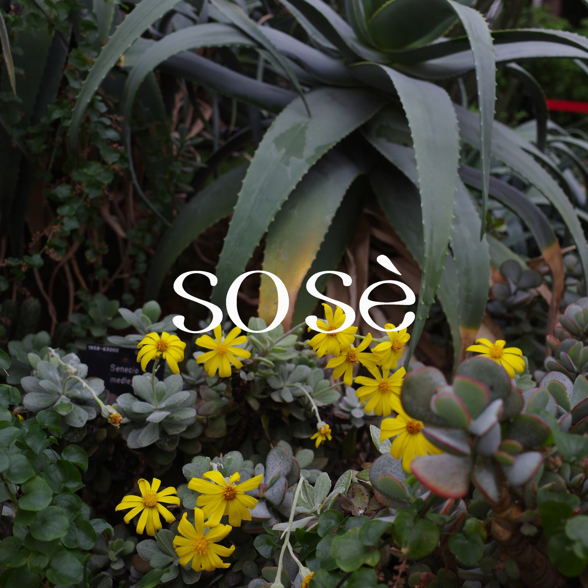 sose brand image