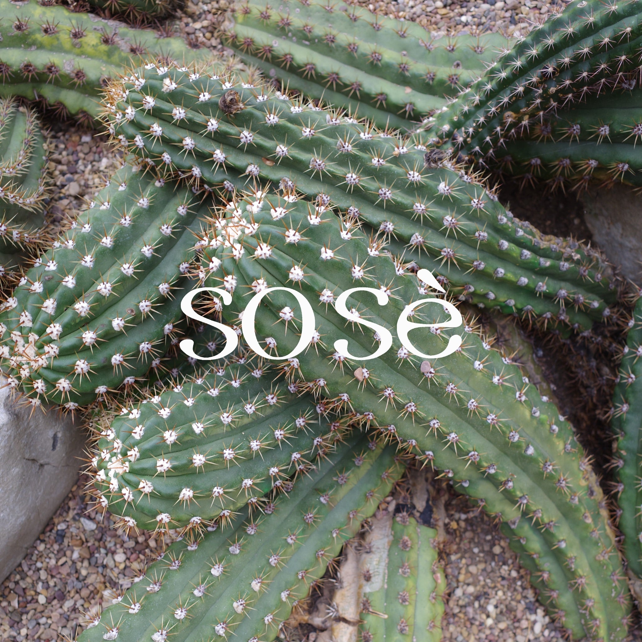 sose brand shooting