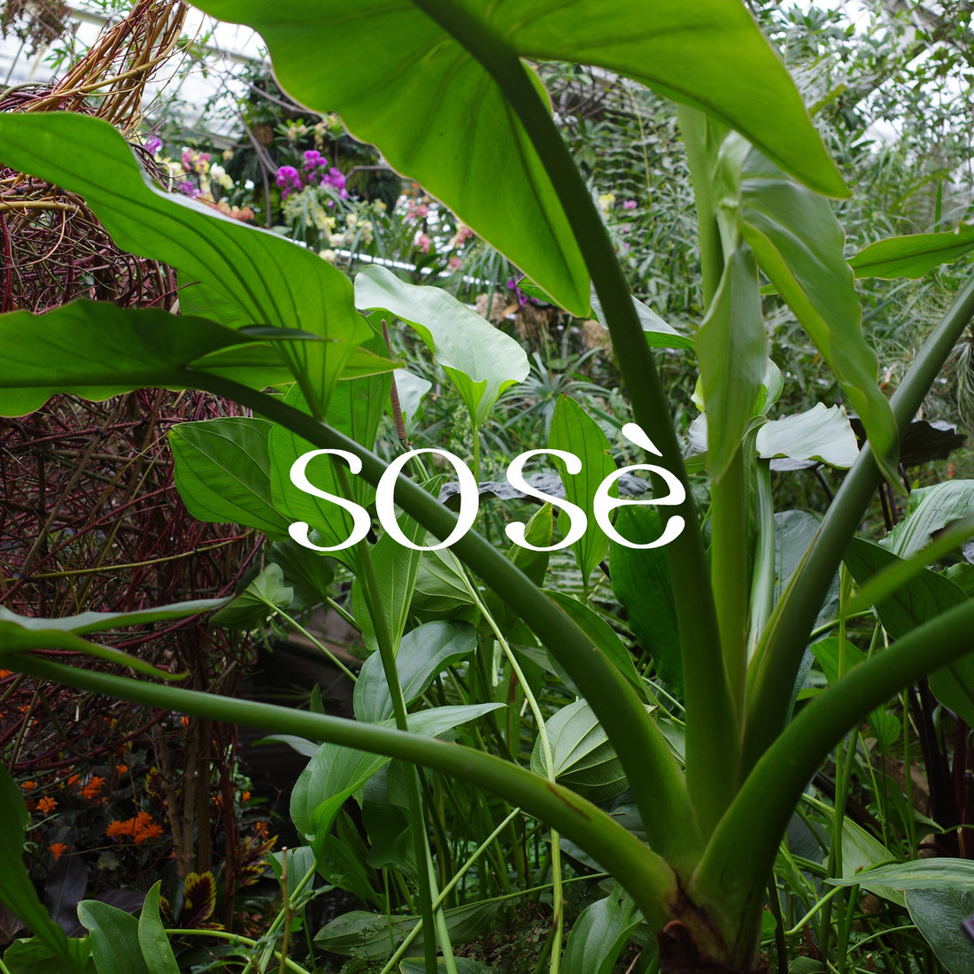 sose brand shooting