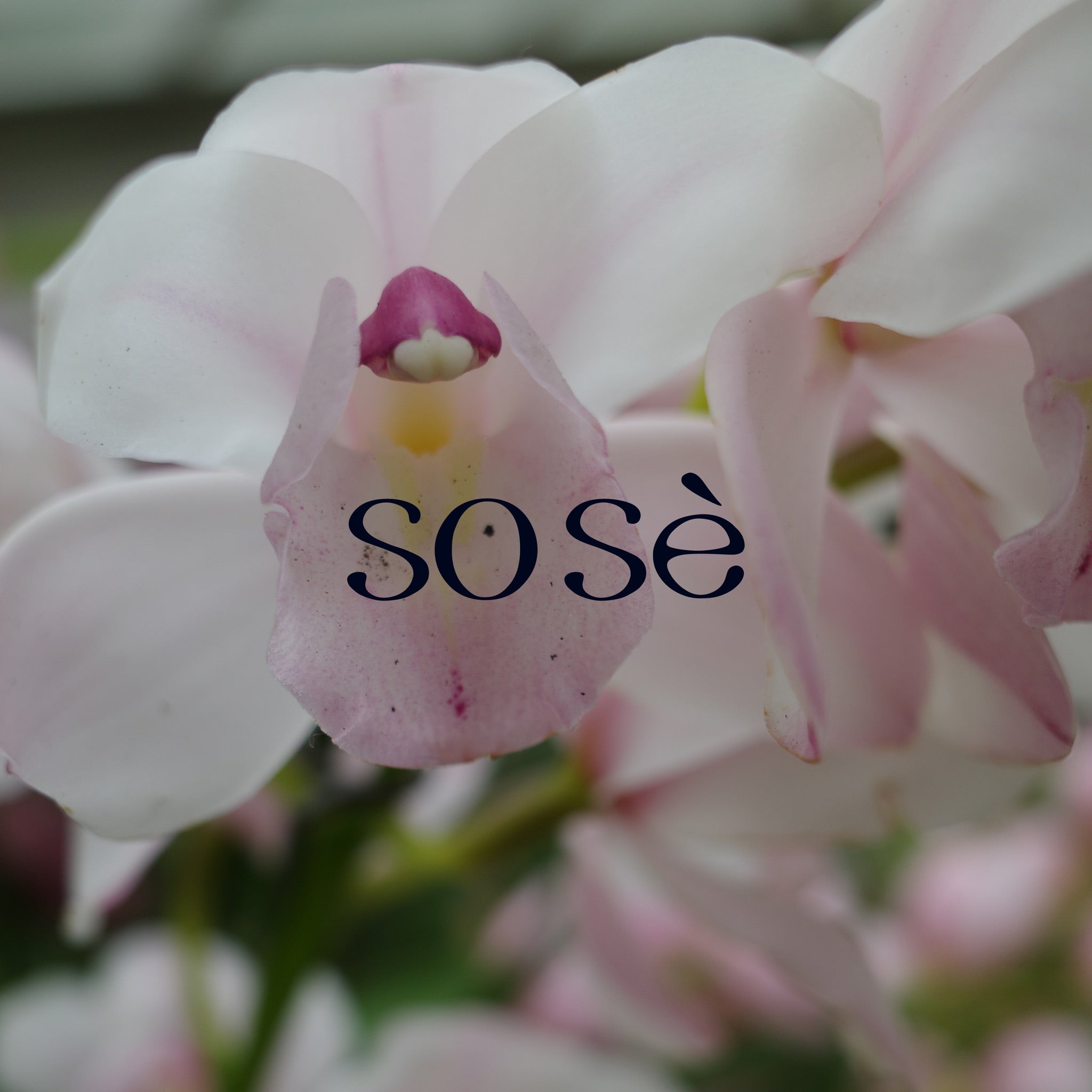 sose brand shooting