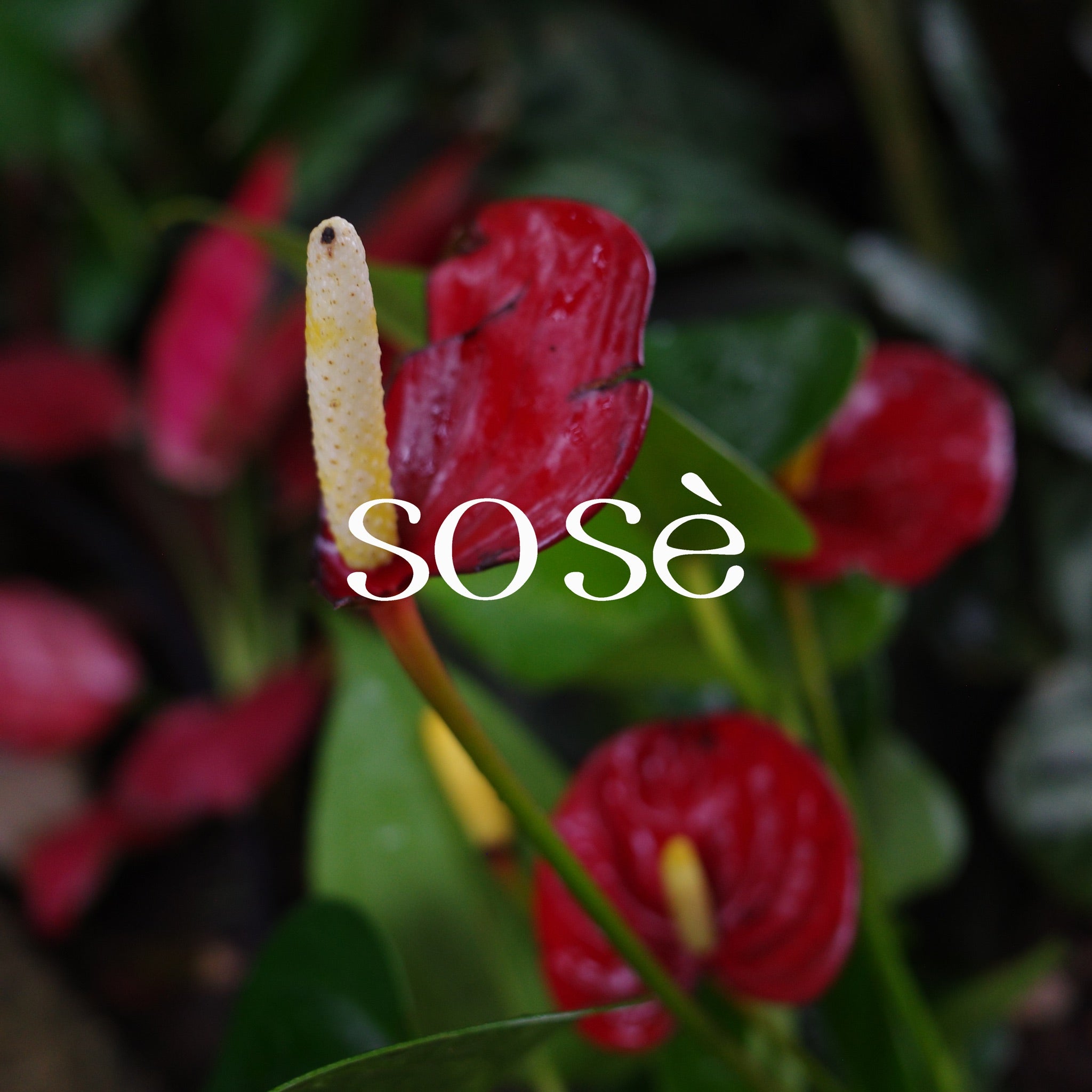 sose brand shooting