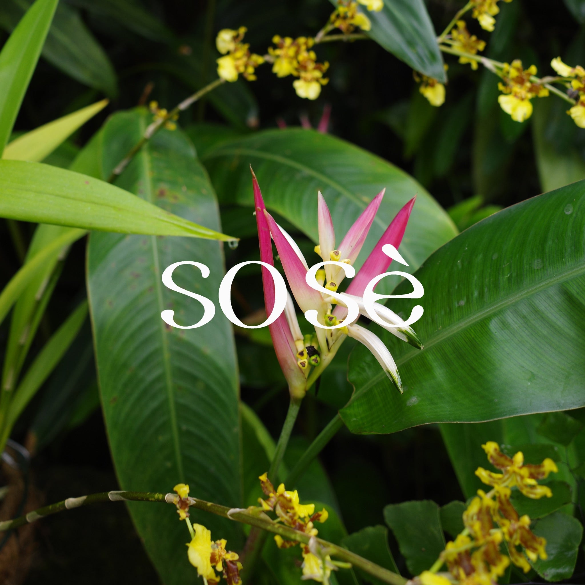 sose brand image