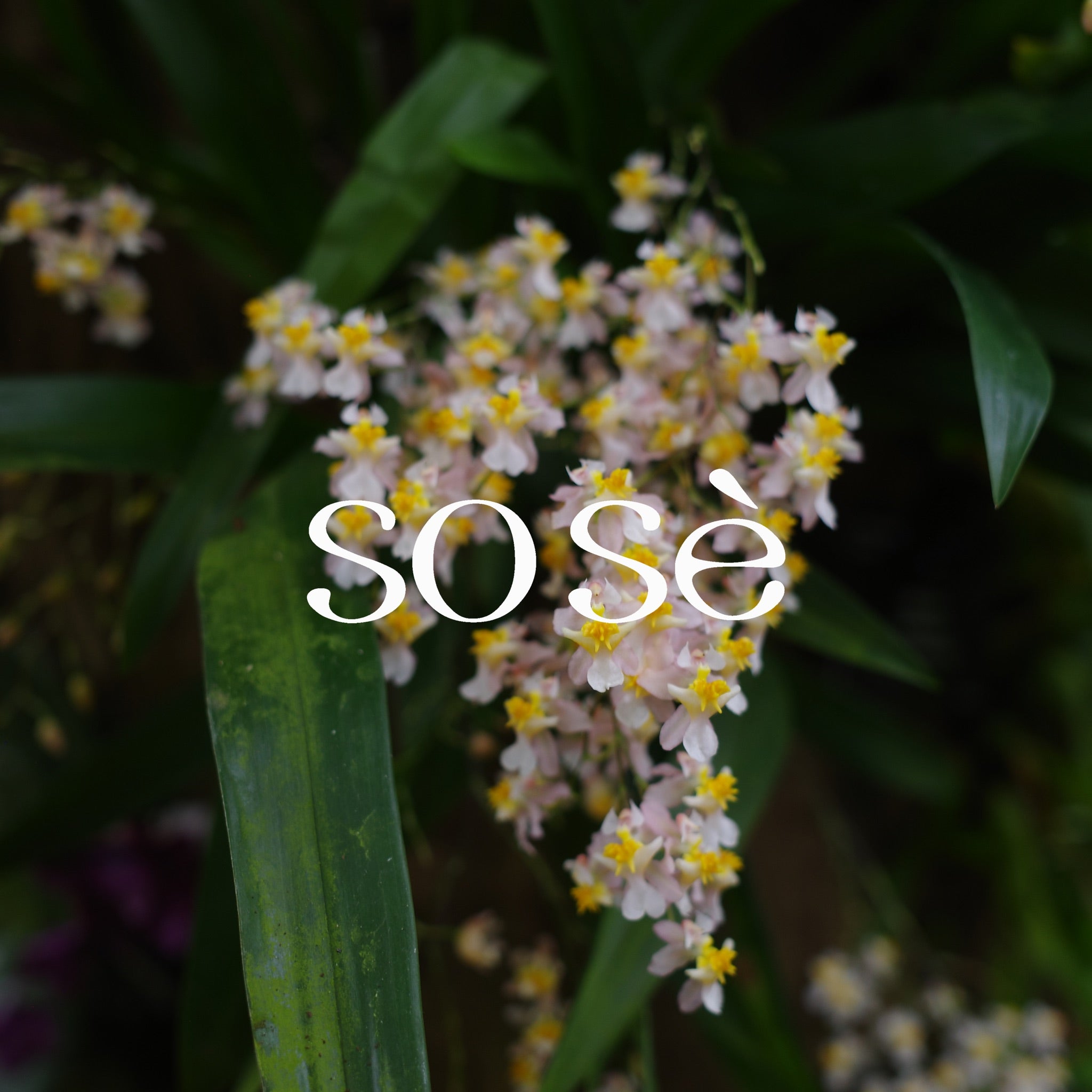 sose brand image