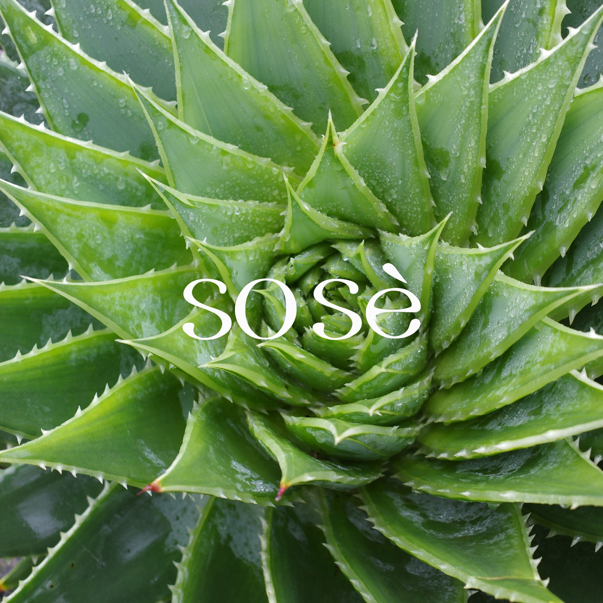 sose brand shooting